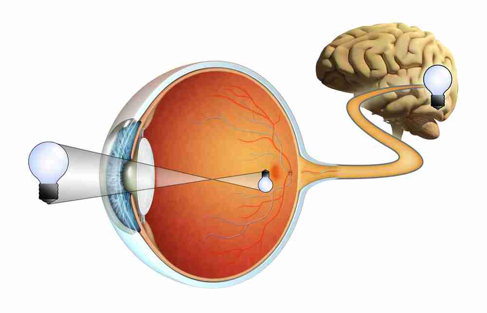 Macular degeneration in the human eye and how it works