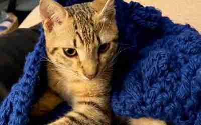 Alex, the Tom Cat