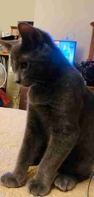 Kai, the tom cat